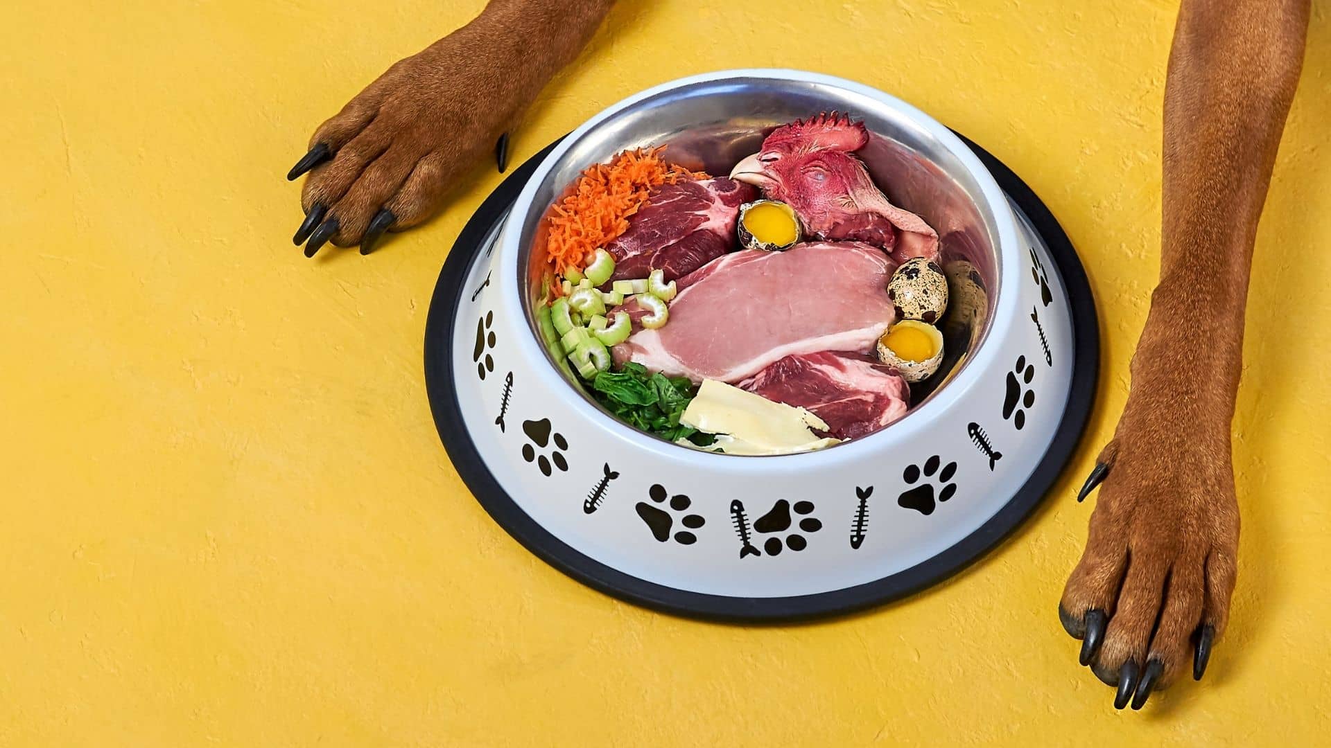 Dog Nutrition 101 What to Feed Your Dog